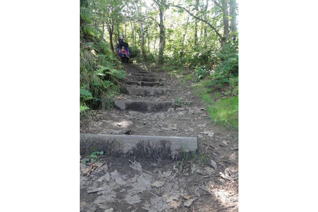 Stepped woodland path