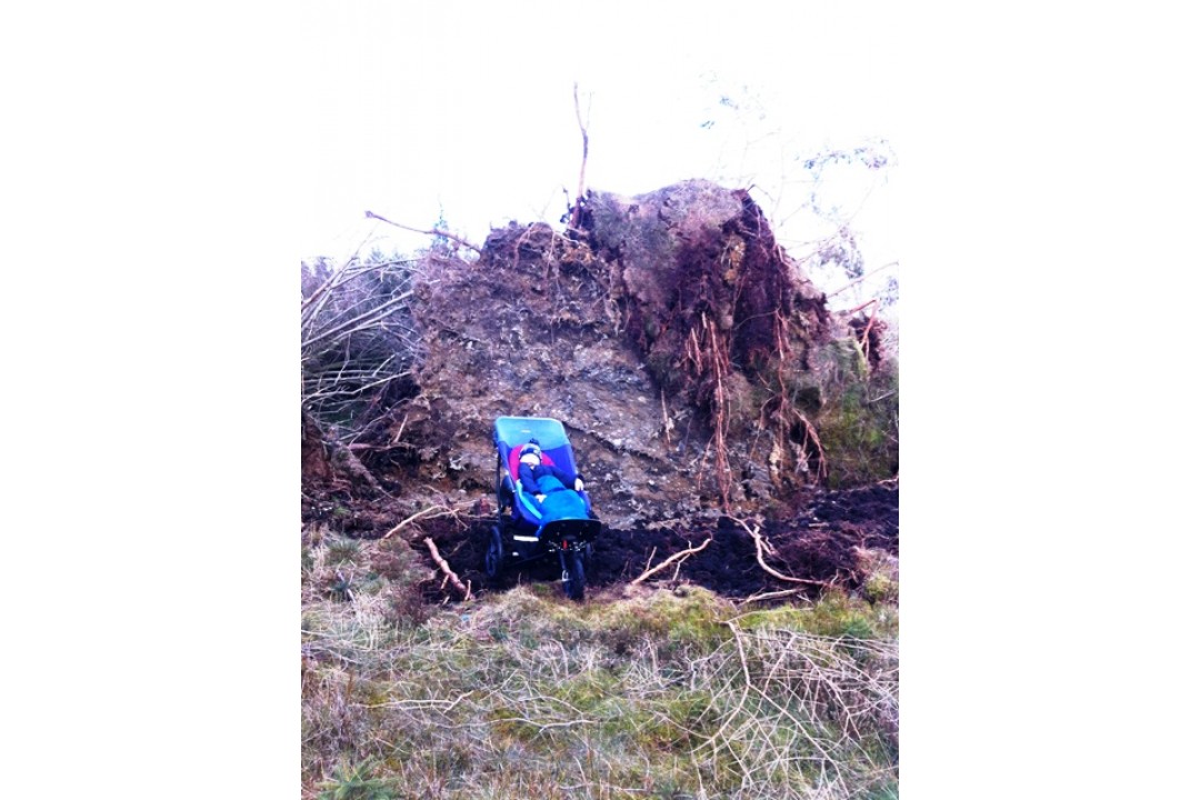 Delta with upturned tree